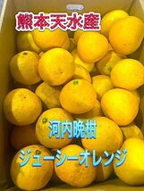 河内晩柑　10ｋｇ箱　熊本県産！！送料無料！！！！_画像1