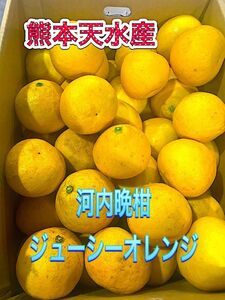 河内晩柑　10ｋｇ箱　熊本県産！！送料無料！！！！