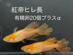 【タマゴ】紅帝ヒレ長 有精卵20個プラスα 紅帝 ヒレナガ メダカ めだか 送料無料