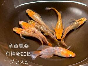 【タマゴ】 竜章鳳姿 有精卵20個プラスα メダカ めだか 送料無料