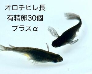 【タマゴ】 オロチヒレ長30個プラスα オロチ おろち メダカ めだか 送料無料