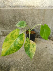  rare Alocasia odora yellow . entering stock Alocasia odora 'Variegata'arokasia Arrow kasiaa Lloyd o gong yellow .