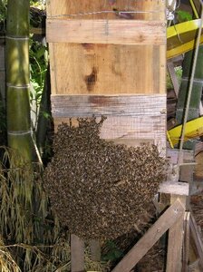 「早い春でした、今第１第2分蜂が盛んとしている、分蜂群の取り込み後の逃走防止に使用し安全と安心をいただく、