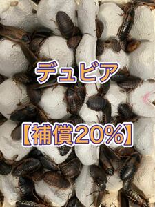 デュビア成虫♂♀ミックス100匹【保証20%】