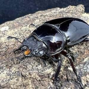 【赤レギ・ホワイトアイ・♀個体】新成虫 赤レギウスオオツヤクワガタ ♀単品 40㎜ 土曜・日曜日発送のみ 6)