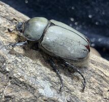 【ホワイト系血統】グラントシロカブト幼虫4頭_画像4