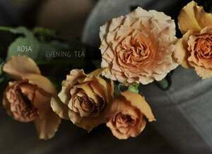 * rare * cut flowers kind * obtaining defect * light brown group. . goods exist rose * Eve person g tea .. tree seedling . attaching 