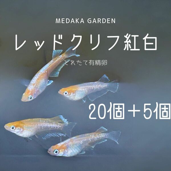 【ゲリラセール】レッドクリフ紅白　有精卵25個以上(内保証5個以上)