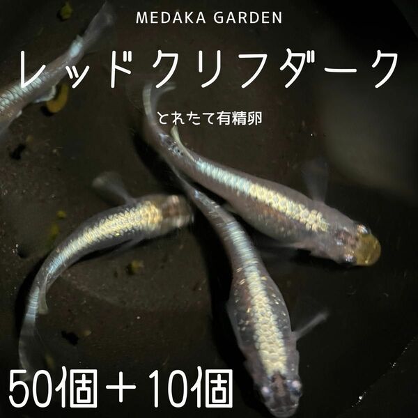 レッドクリフダーク　有精卵60個以上(内保証10個以上)