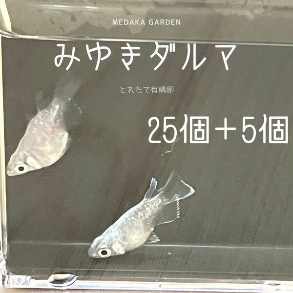 みゆきだるま　有精卵30個以上(内保証5個以上)