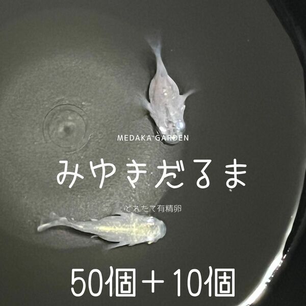 【期間限定セール】みゆきだるま　有精卵60個以上(内保証10個以上)