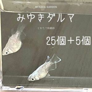 みゆきだるま　有精卵30個以上(内保証5個以上)