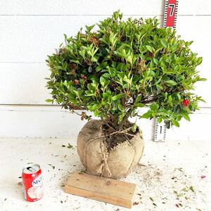 久留米ツツジ　玉　筑紫紅　約:50cm【玉造り/庭木/植木/花木/単木/チクシベニ/苗木/クルメツツジ】772066