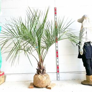 幹太　ココスヤシ 約:150cm 【Butia capitata/シルバーヤシ/シルバーリーフ/ヤシの木/庭木/シンボルツリー/ドラセナ】244478