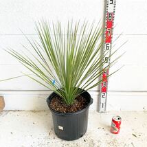 ユッカトンプソニアーナ　約:70cm【Yucca thompsoniana /ヤシの木/観葉植物/耐寒性/南国/ドライガーデン/ユッカ/ロックガーデン 】244482_画像1