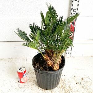  АО .. саговник примерно :40cm [sago palm/. металлический /.../ cocos nucifera. дерево / садовое дерево / АО ../. futoshi / Nankoku способ / сад / драцена ]243085