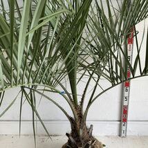 幹太　ココスヤシ 約:150cm 【Butia capitata/シルバーヤシ/シルバーリーフ/ヤシの木/庭木/シンボルツリー/ドラセナ】244478_画像7