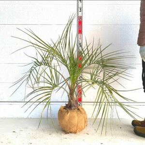 ココスヤシ　約:80cm 【Butia capitata/シルバーヤシ/シルバーリーフ/ヤシの木/シンボルツリー/ドラセナ/根巻】244411