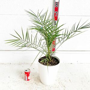 カナリーヤシ 約:60cm【フェニックス/ヤシの木/観葉植物/耐寒性/南国/ドライガーデン/ロックガーデン】244487