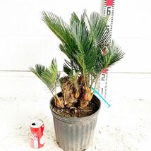 株立ち　ソテツ　約:50cm 【sago palm/蘇鉄/そてつ/ヤシの木/庭木/株立ち/幹太/南国風/ガーデン/ドラセナ】243084_画像1