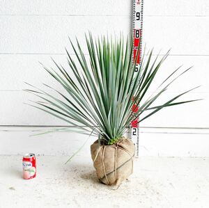 ユッカロストラータ　約:60cm【Yucca rostrata /ヤシの木/観葉植物/耐寒性/南国/ドライガーデン/ユッカ/ロックガーデン 】244489