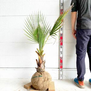 ワシントンヤシ　約:110cm 【ドラセナ 庭木 シンボルツリー 植木 ヤシの木 ココスヤシ ガーデニング ニオイシュロラン】244466