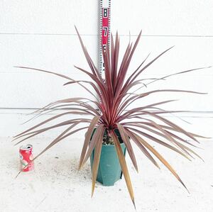  red dracaena approximately 50cm [ decorative plant Driger ten cocos nucifera. tree here s cocos nucifera gardening odour shu Rolland koru Gigli ne red Star ]248467