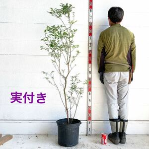 実付き　ブルーベリー　ミスティー　約:160cm【庭木 シンボルツリー 植木 果樹　苗木　サザンハイブッシュ系　エイボンブルー】528246