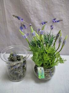 [ искусственный цветок * искусственный цветок ] контейнер ввод лаванда & ароматическая смесь 4шт.@+ ароматическая смесь (H.~)