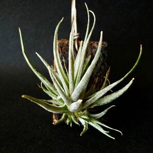 チランジア エーレルシアナ Tillandsia ehlersiana エアープランツ エアプランツ