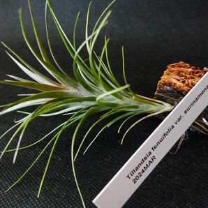 チランジア テヌイフォリア スリナメンシス T.tenuifolia surinamensis エアープランツ エアプランツ