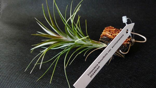 チランジア テヌイフォリア スリナメンシス T.tenuifolia surinamensis エアープランツ エアプランツ