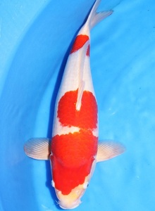  mud . capacity over ( tears ). cheap ** selling out!! highest. body! quality is good! male parent . how? front river . white C 2 -years old approximately 48cm a little over 