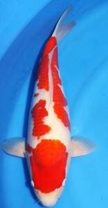  mud . capacity over ( tears ). cheap ** selling out! pattern & quality is good! goods judgement . for establish . how? front river . white F 2 -years old approximately 48cm female guarantee 