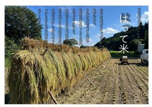 コシヒカリ　ハデ干し 30㎏ 農家直送 玄米