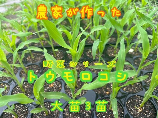 農家が作った野菜シリーズ とうもろこし　　大苗3苗