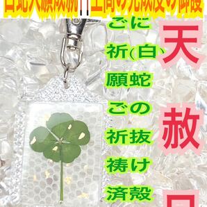 白蛇の抜け殻 本物 天然物 五つ葉のクローバー キーホルダー 脱け殻 メモリーオイル 財運 恋愛運 白蛇のお守り【天赦日ご祈祷済み】財布 23