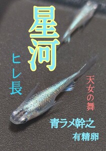 プラチナ星河メダカ　ヒレ長　の有精卵　20個+@個　送料無料