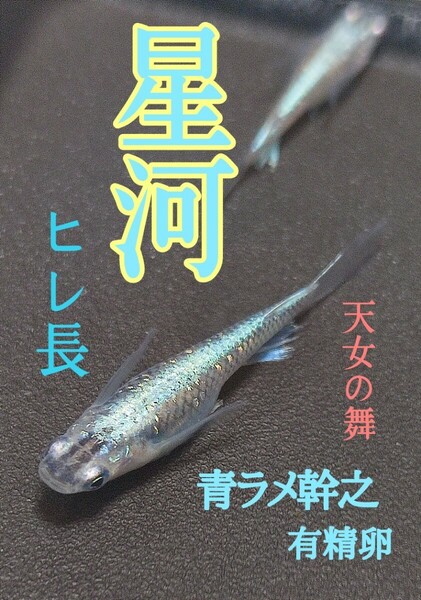 プラチナ星河メダカ　ヒレ長　の有精卵　50個+@個　送料無料