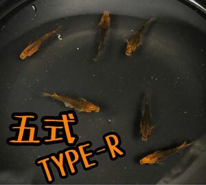 【めだか桃屋】五式type R 有精卵50個＋α