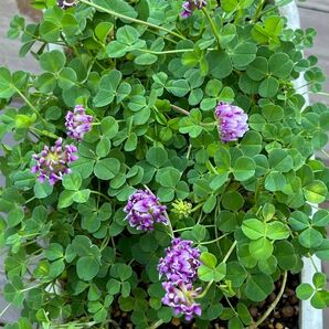 カトレアクローバー苗　クローバー　紫の花　グランドカバー　寄せ植え