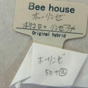 多肉植物beehouseさんのホーリンゼ　自家受粉　種子50粒　札無　メルカリ便