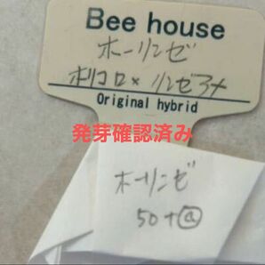 多肉植物beehouseさんのホーリンゼ　自家受粉　種子50粒　札無　メルカリ便