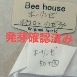 多肉植物beehouseさんのホーリンゼ　自家受粉　種子50粒　札無　メルカリ便