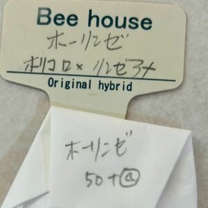 多肉植物beehouseさんのホーリンゼ　自家受粉　種子50粒　札無　