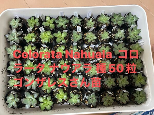 Colorata Nahuala コロラータ ナウアラ 種50粒　ゴンザレスさん苗　エケベリア　多肉植物