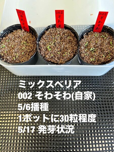 エケベリア　そわそわ　種子　50粒+@ おらいさん苗　札なし　発芽確認済