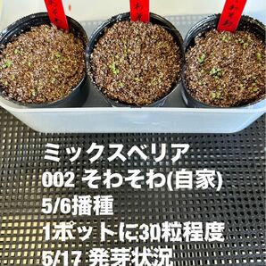 エケベリア　そわそわ　種子　50粒+@ おらいさん苗　札なし　発芽確認済