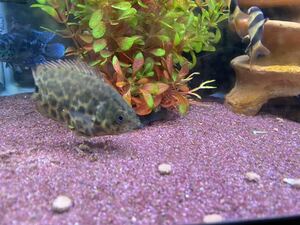 【熱帯魚】 レオパード クテノポマ 3-4cm 1匹 （東京倉庫出荷）