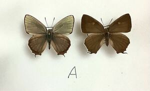蝶標本　ヒロオビミドリシジミA ペア　大阪府産
